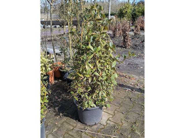 Partij diverse tuinplanten in pot - afbeelding 11 van  32