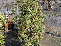 Partij diverse tuinplanten in pot - afbeelding 11 van  32