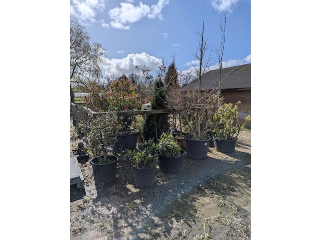 Partij diverse tuinplanten in pot - afbeelding 1 van  32