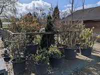 Partij diverse tuinplanten in pot - afbeelding 1 van  32