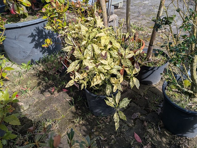 Partij diverse tuinplanten in pot - afbeelding 13 van  32