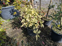 Partij diverse tuinplanten in pot - afbeelding 13 van  32