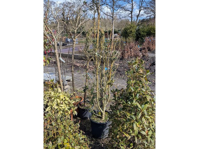 Partij diverse tuinplanten in pot - afbeelding 14 van  32