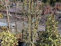 Partij diverse tuinplanten in pot - afbeelding 14 van  32