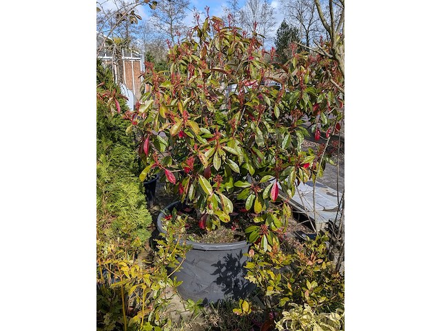 Partij diverse tuinplanten in pot - afbeelding 15 van  32