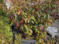 Partij diverse tuinplanten in pot - afbeelding 15 van  32