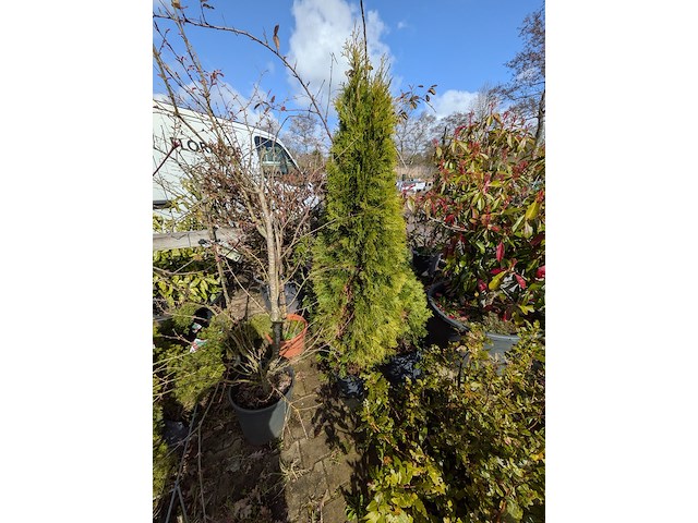 Partij diverse tuinplanten in pot - afbeelding 16 van  32