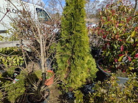 Partij diverse tuinplanten in pot - afbeelding 16 van  32