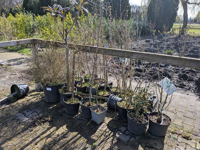 Partij diverse tuinplanten in pot - afbeelding 17 van  32