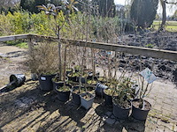 Partij diverse tuinplanten in pot - afbeelding 17 van  32