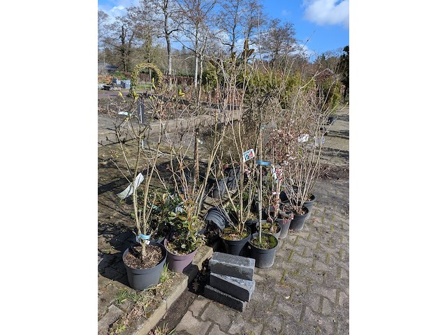 Partij diverse tuinplanten in pot - afbeelding 18 van  32