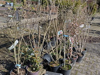 Partij diverse tuinplanten in pot - afbeelding 18 van  32