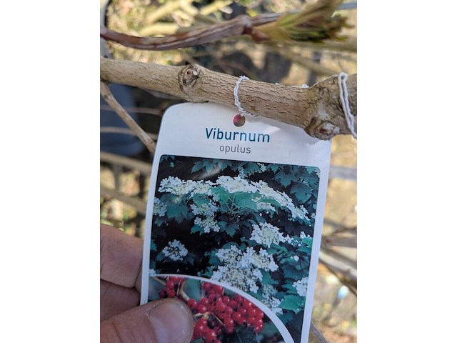 Partij diverse tuinplanten in pot - afbeelding 19 van  32