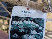 Partij diverse tuinplanten in pot - afbeelding 19 van  32