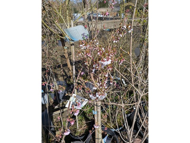 Partij diverse tuinplanten in pot - afbeelding 20 van  32