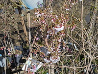 Partij diverse tuinplanten in pot - afbeelding 20 van  32