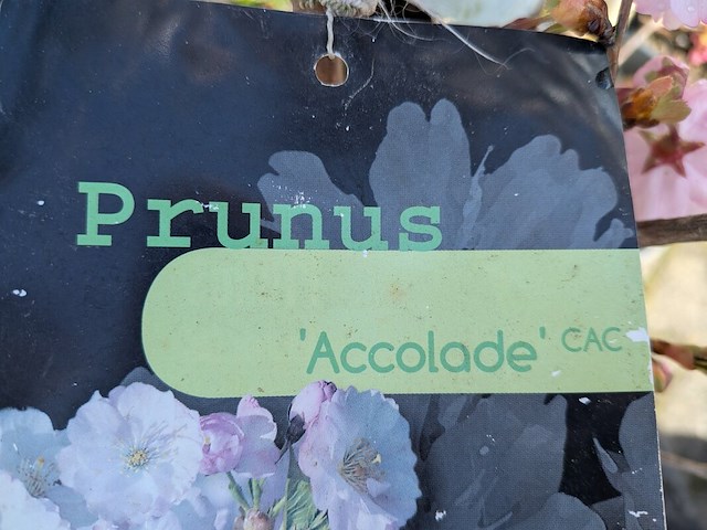 Partij diverse tuinplanten in pot - afbeelding 21 van  32