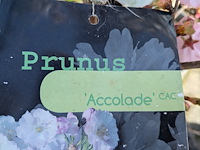 Partij diverse tuinplanten in pot - afbeelding 21 van  32