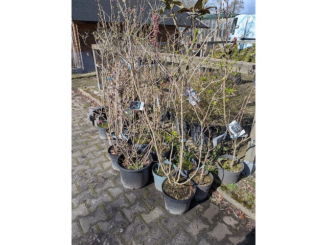 Partij diverse tuinplanten in pot - afbeelding 22 van  32