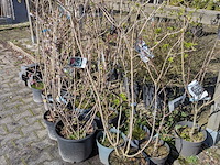 Partij diverse tuinplanten in pot - afbeelding 22 van  32