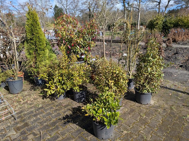 Partij diverse tuinplanten in pot - afbeelding 12 van  32