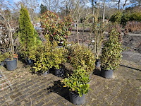 Partij diverse tuinplanten in pot - afbeelding 12 van  32