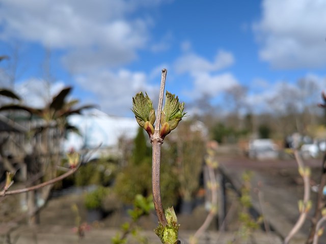 Partij diverse tuinplanten in pot - afbeelding 24 van  32