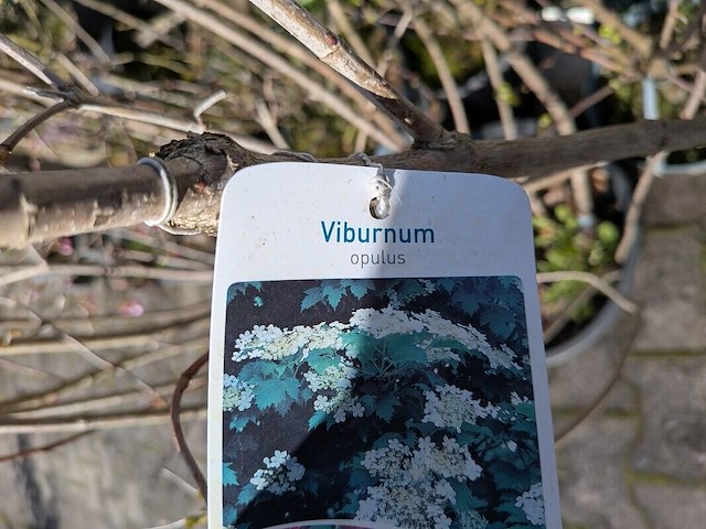 Partij diverse tuinplanten in pot - afbeelding 25 van  32