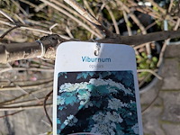 Partij diverse tuinplanten in pot - afbeelding 25 van  32