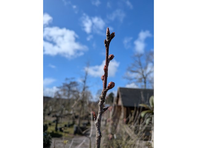 Partij diverse tuinplanten in pot - afbeelding 26 van  32