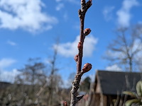 Partij diverse tuinplanten in pot - afbeelding 26 van  32