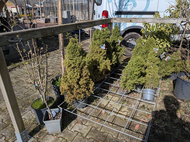 Partij diverse tuinplanten in pot - afbeelding 23 van  32