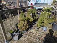 Partij diverse tuinplanten in pot - afbeelding 23 van  32