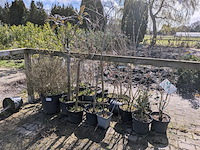 Partij diverse tuinplanten in pot - afbeelding 27 van  32