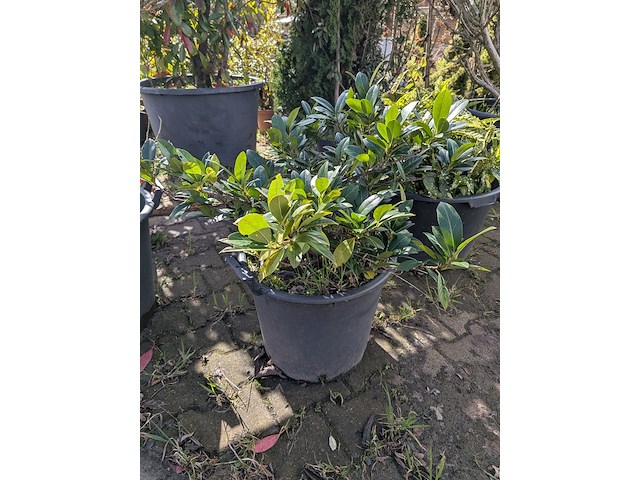 Partij diverse tuinplanten in pot - afbeelding 28 van  32