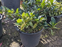 Partij diverse tuinplanten in pot - afbeelding 28 van  32