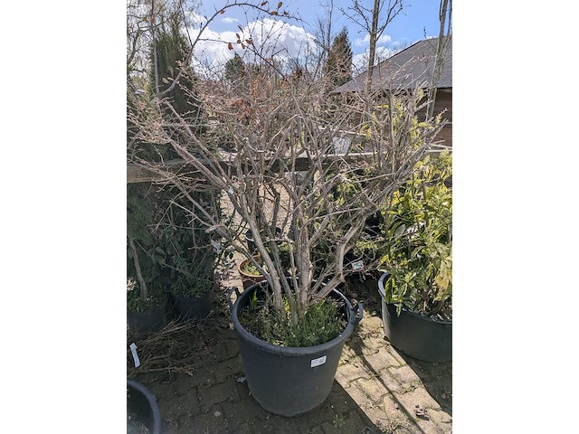 Partij diverse tuinplanten in pot - afbeelding 29 van  32