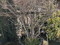 Partij diverse tuinplanten in pot - afbeelding 29 van  32