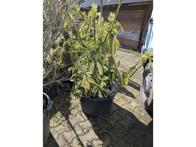 Partij diverse tuinplanten in pot - afbeelding 30 van  32