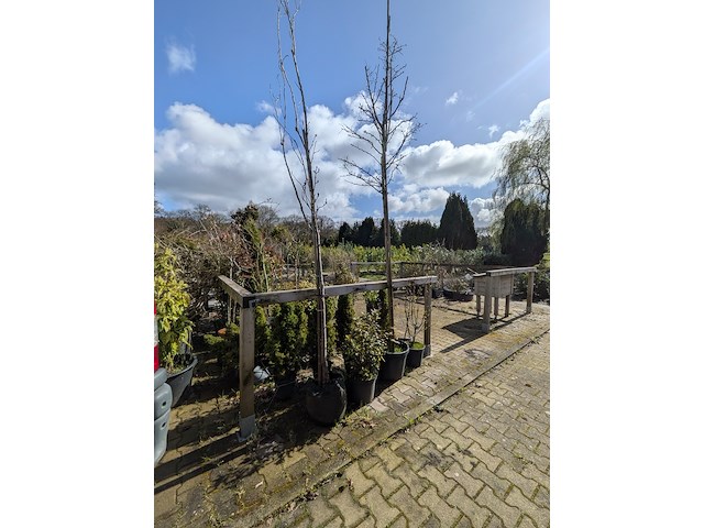 Partij diverse tuinplanten in pot - afbeelding 31 van  32