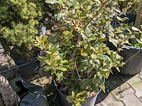 Partij diverse tuinplanten in pot - afbeelding 32 van  32