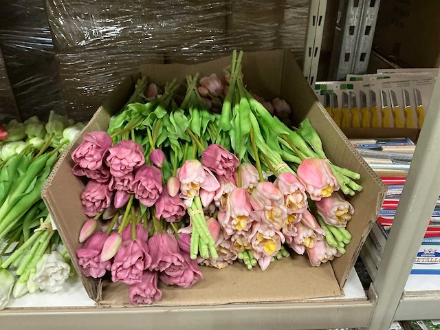 Partij diverse tulpen 7/bun (80x) - afbeelding 2 van  11