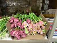 Partij diverse tulpen 7/bun (80x) - afbeelding 2 van  11