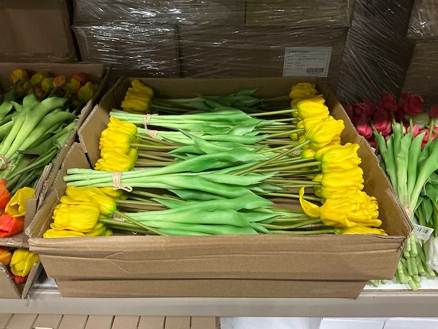 Partij diverse tulpen 7/bun (80x) - afbeelding 4 van  11
