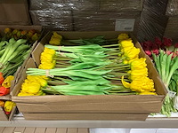 Partij diverse tulpen 7/bun (80x) - afbeelding 4 van  11