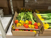 Partij diverse tulpen 7/bun (80x) - afbeelding 5 van  11