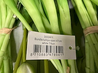 Partij diverse tulpen 7/bun (80x) - afbeelding 9 van  11