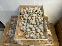 Partij eucalyptus bells o/dr. stone washed wit (2100x)