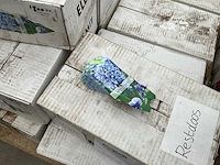 Partij hyacint etiketten - afbeelding 3 van  5