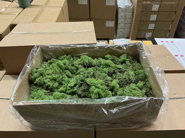 Partij ijslands mos groen 3kg (40x) - afbeelding 1 van  3